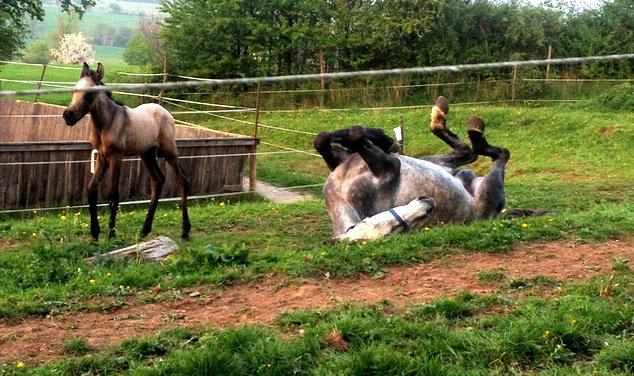 Das Pferd Dein Spiegel vom 06.11 08.11.2015