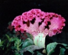 Fotos von Blumen u. Pflanzen-12-df63fbdf39