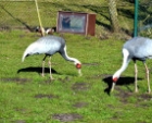 Tierpark Gettorf-06.04.2015-33-74866b6732