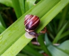 schnecke-9633dd968f